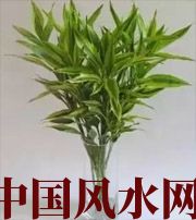 随州十二生肖养什么植物最旺财运？你知道吗！